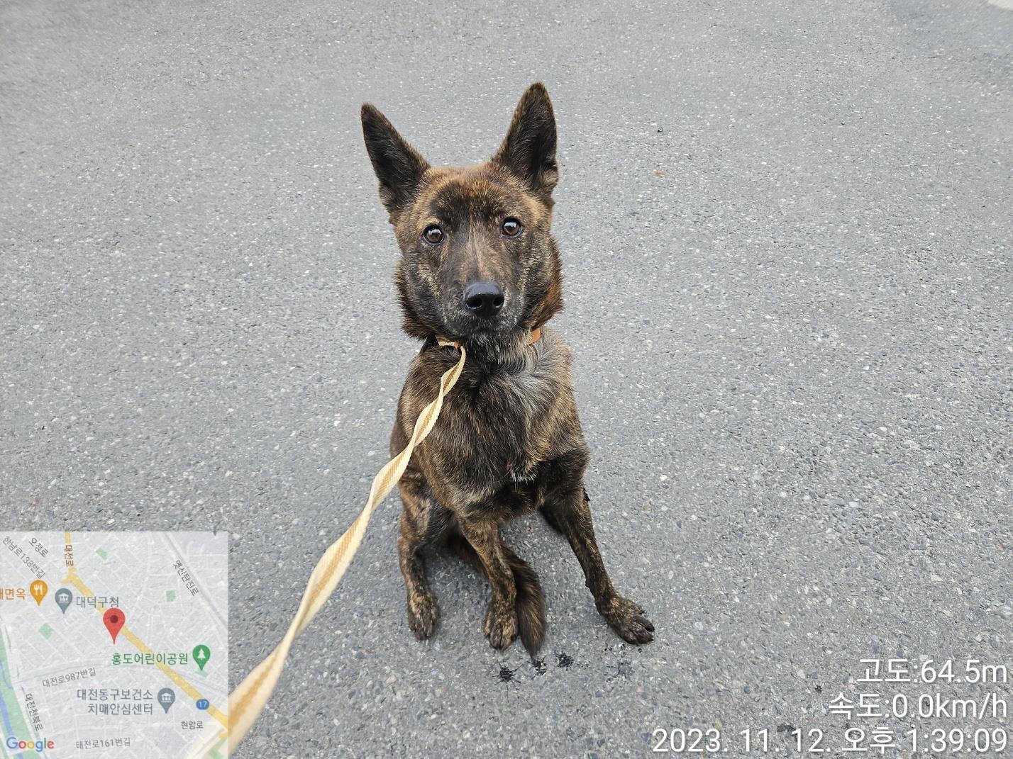대전동물보호센터_430368202300577