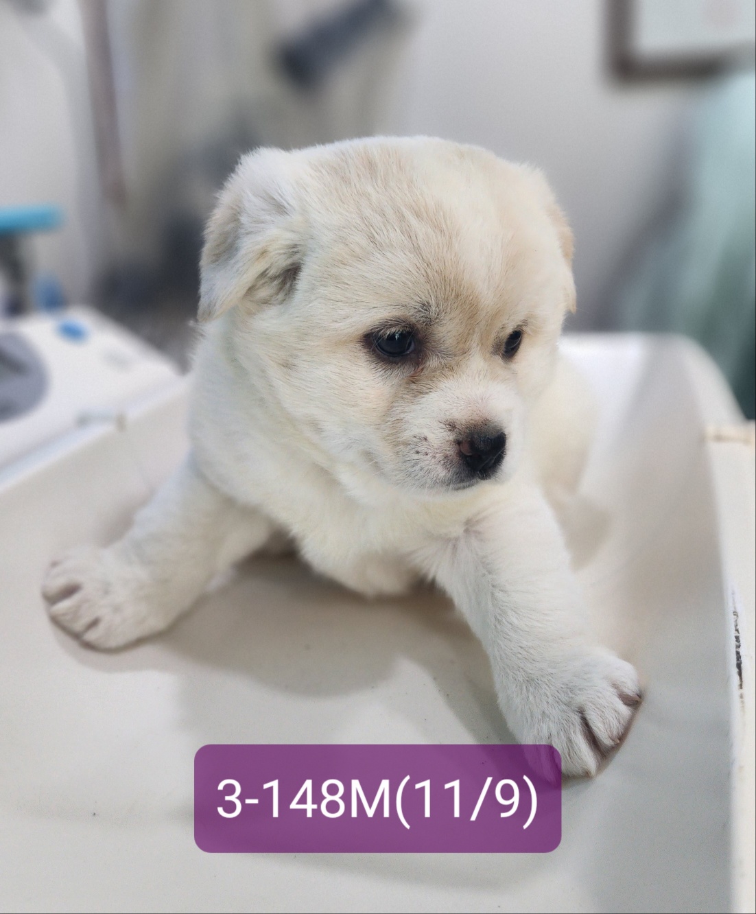 고성군유기동물보호소_448542202302354