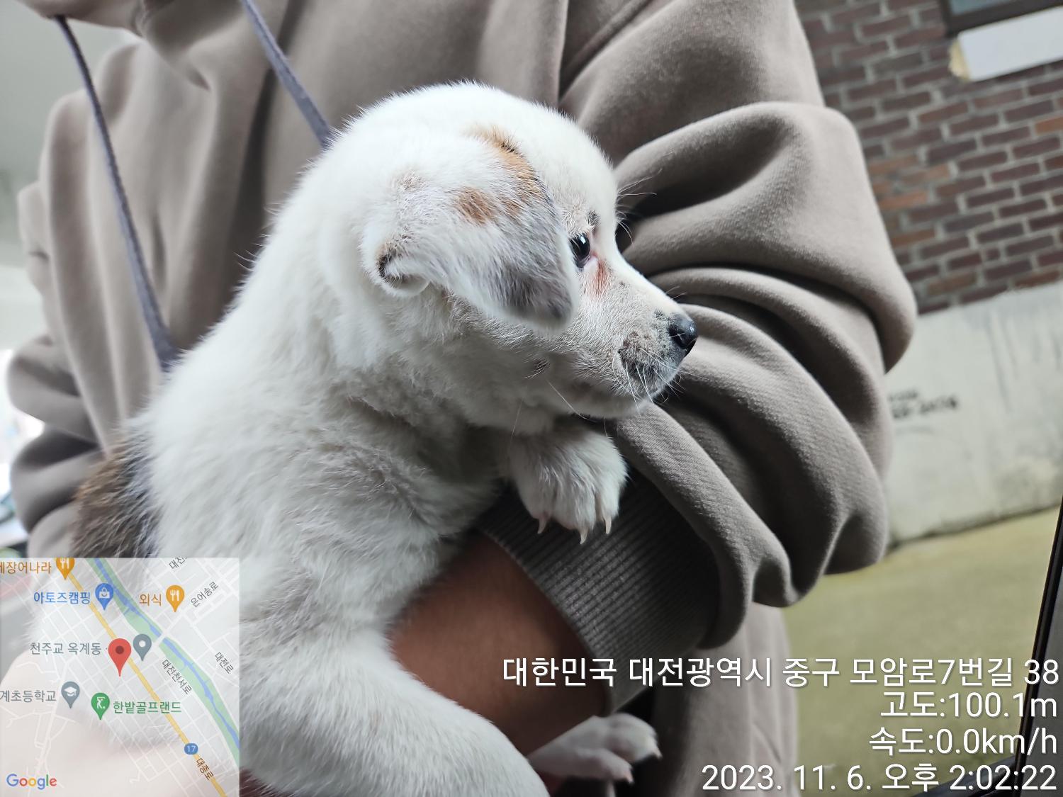 종료(입양) 믹스견…