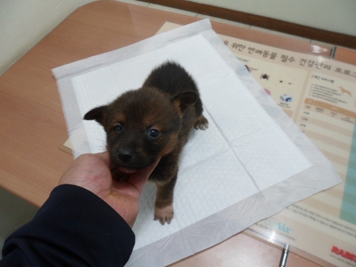 강현림동물병원_411320202300884