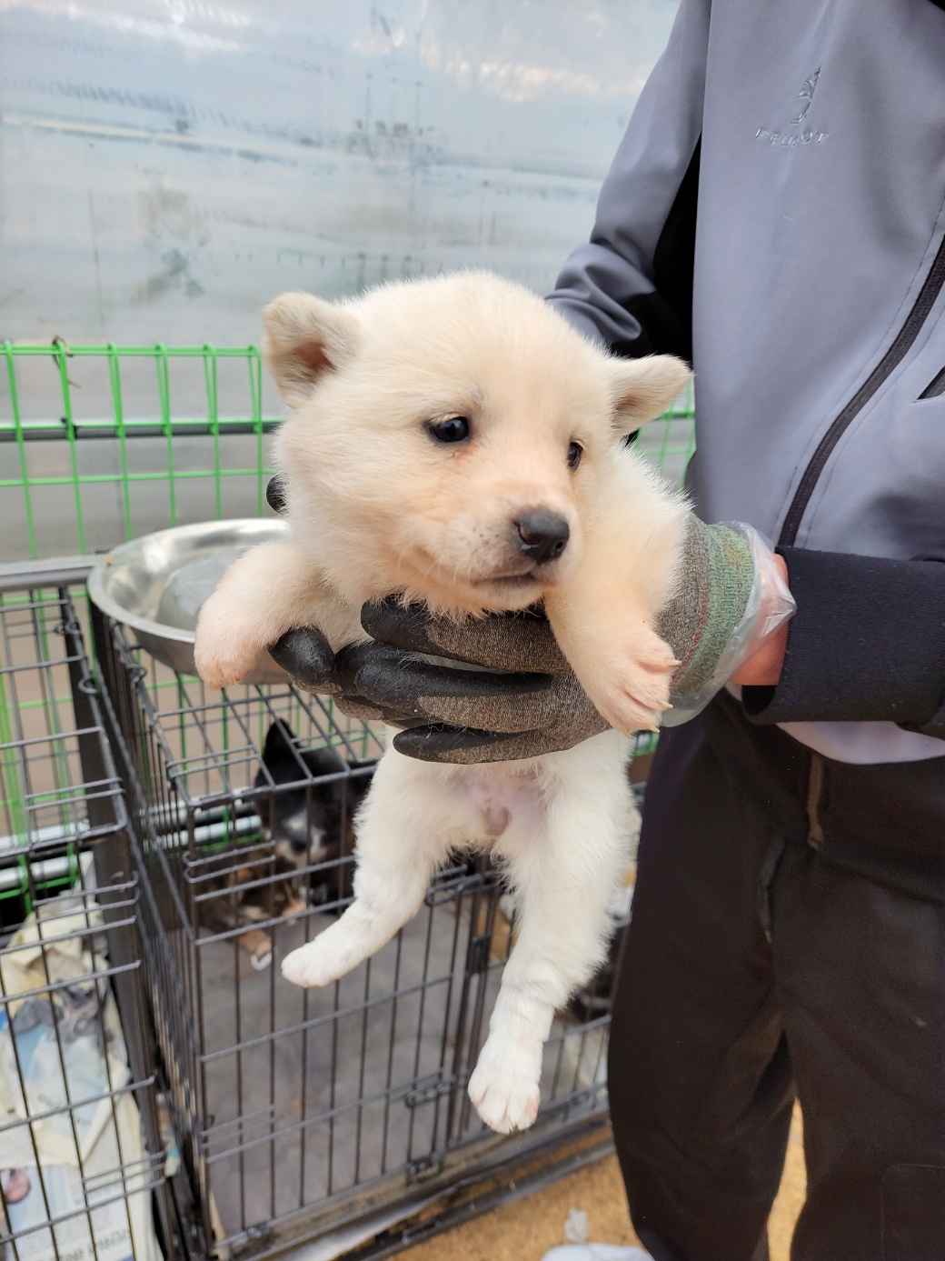금일동물보호센터_444460202300807