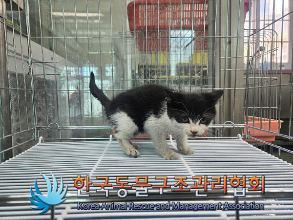 한국동물구조관리협회_411303202300671