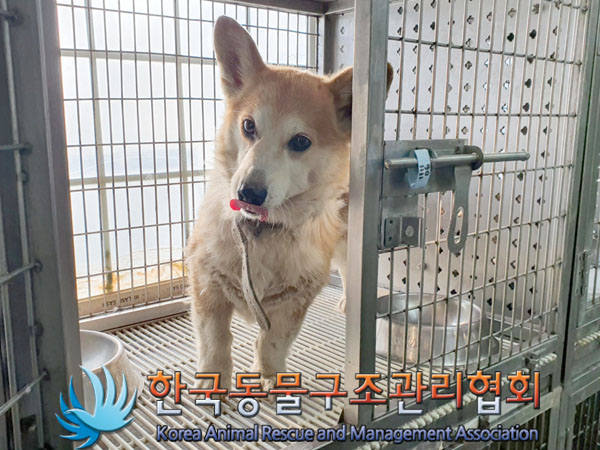 종료(반환) 웰시 …