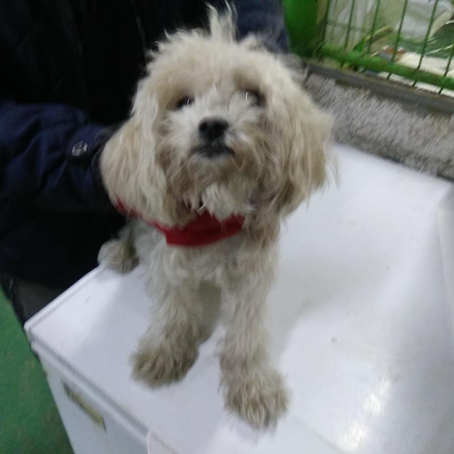 인천광역시수의사회_428352202300501