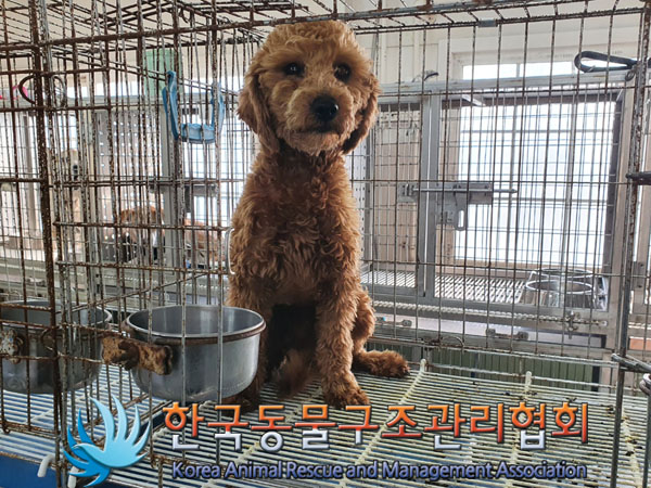 한국동물구조관리협회_441560202301526
