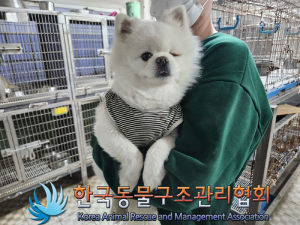 종료(반환) 포메라…