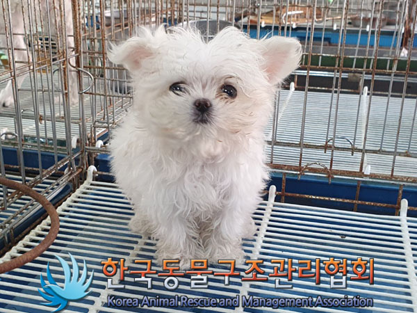 한국동물구조관리협회_411317202300381