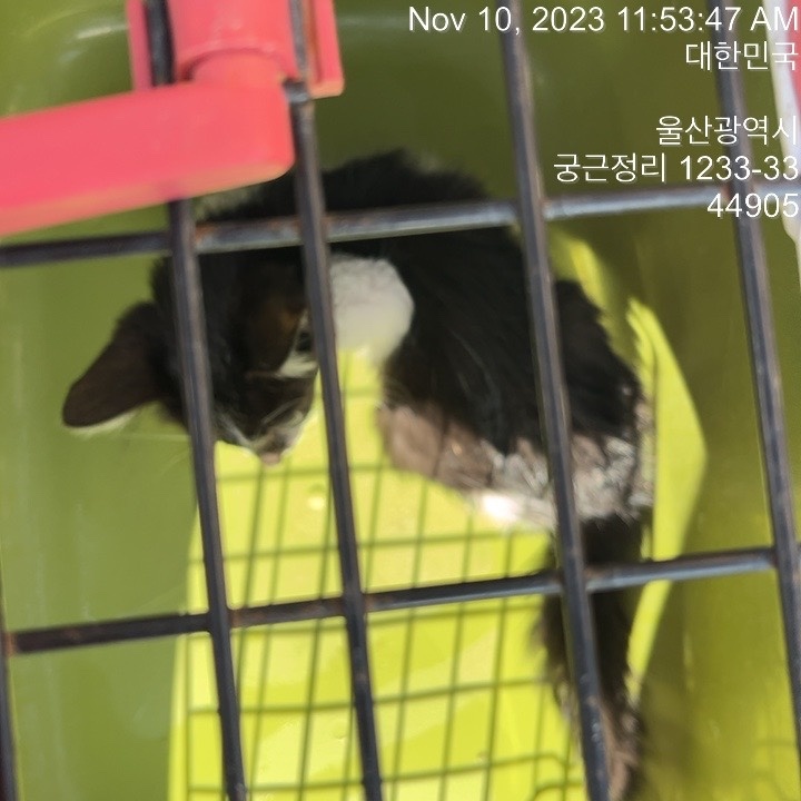 울산유기동물보호센터_431373202301291
