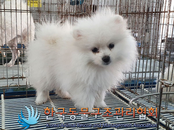 한국동물구조관리협회_411317202300380