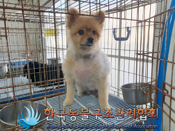 한국동물구조관리협회_411315202300729
