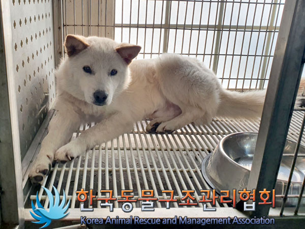 한국동물구조관리협회_411311202300930