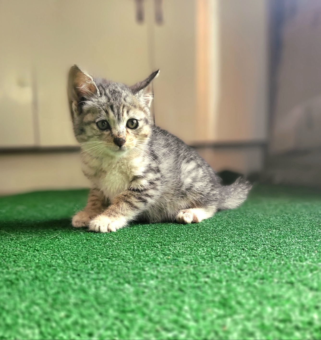 경산시유기동물보호소_447513202301264