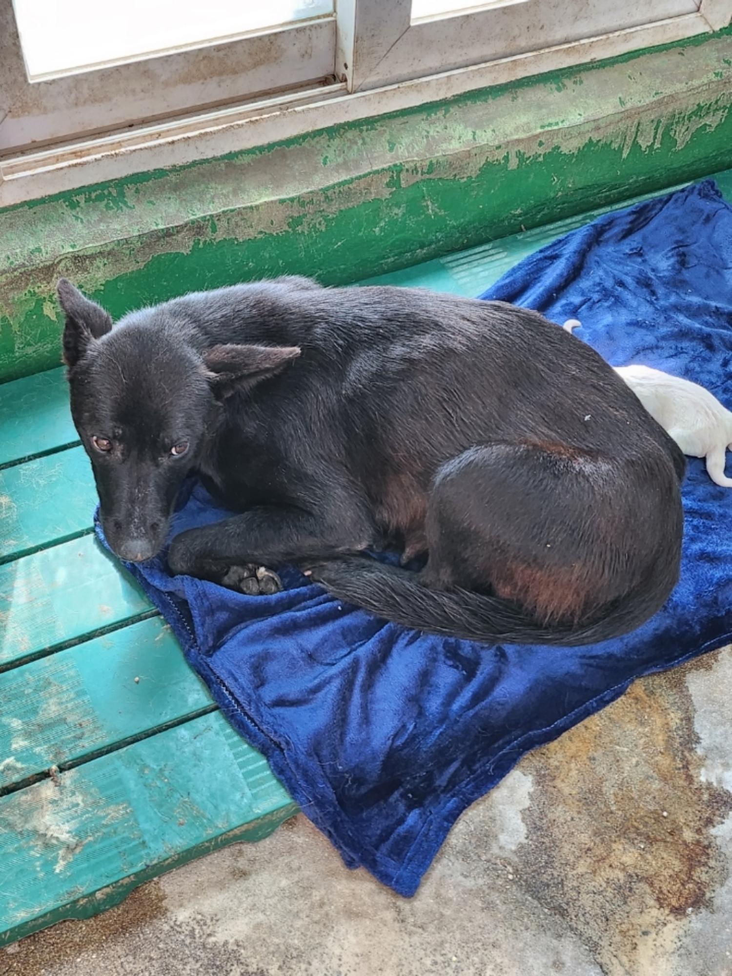 영주시 동물보호센터_447509202300260