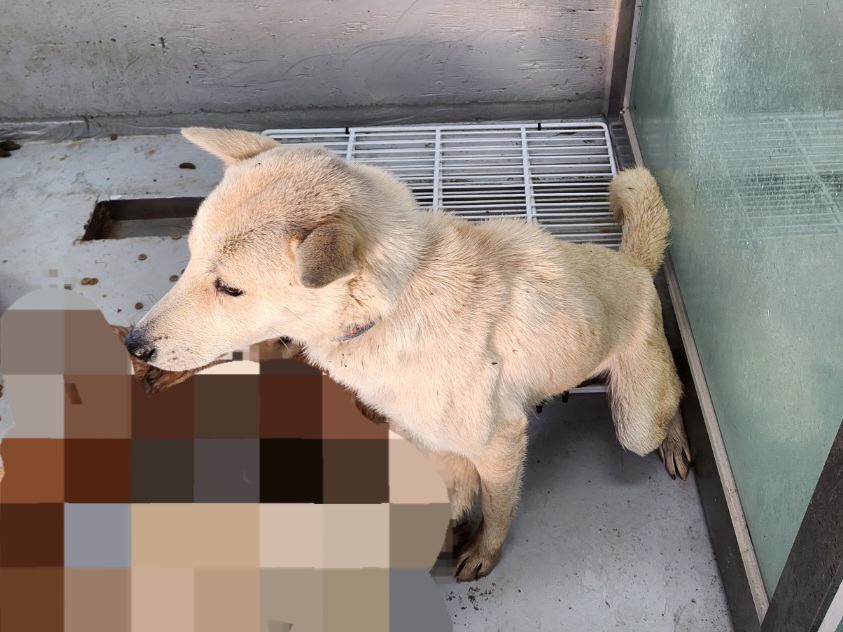 해남유기동물보호센터_446493202300357