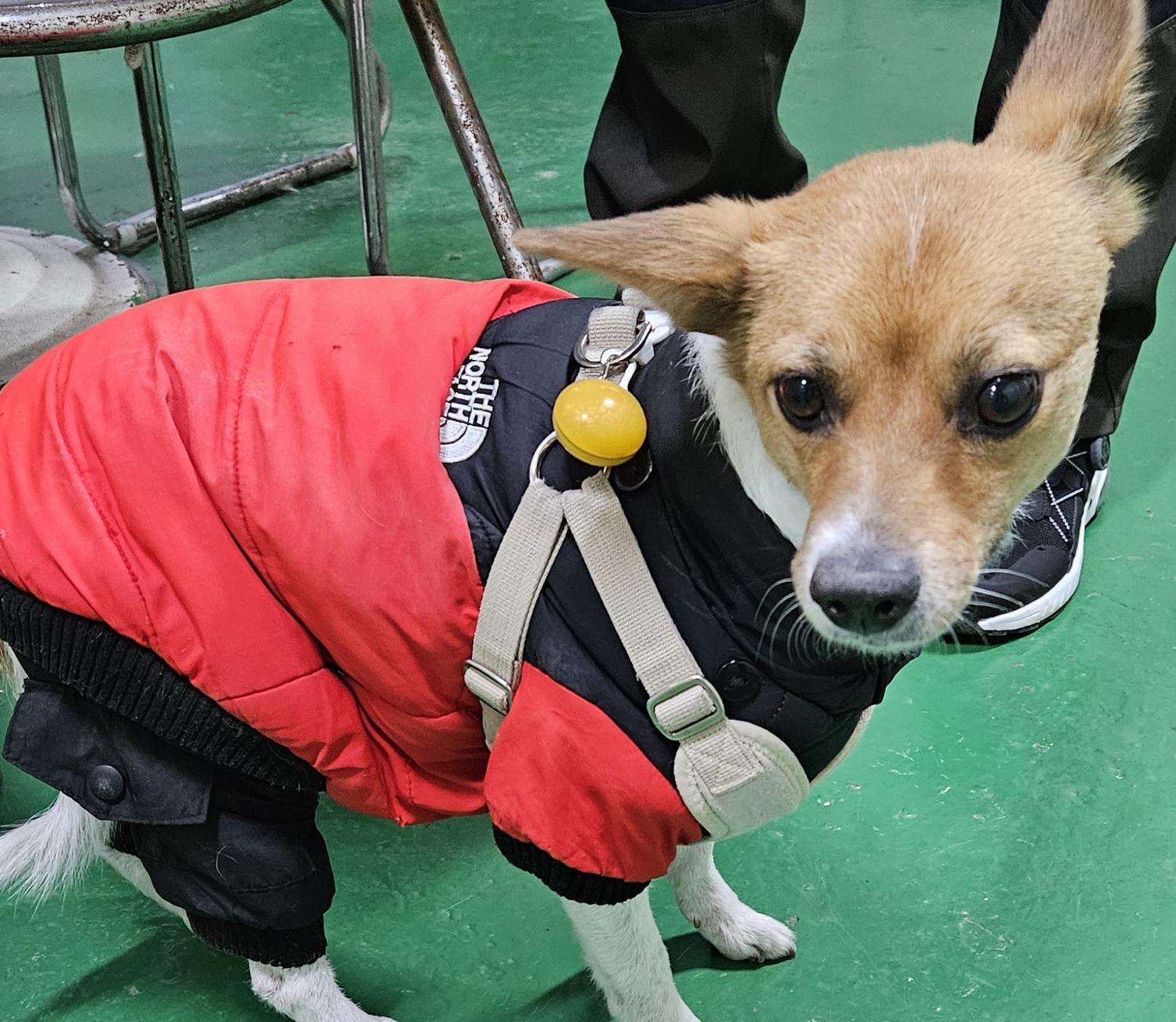 대구유기동물보호센터_427342202300769