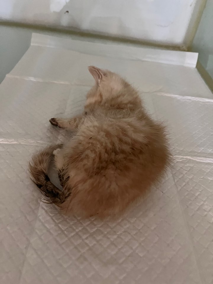 예스동물병원_427346202301448