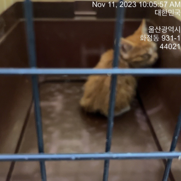 울산유기동물보호센터_431371202300572