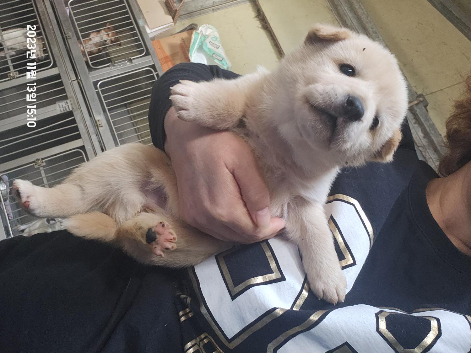 울산유기동물보호센터_431373202301296