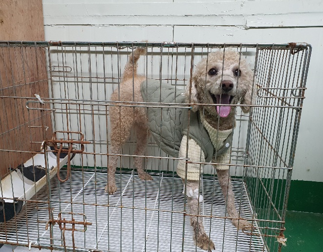 공주시 동물보호소_444450202300758