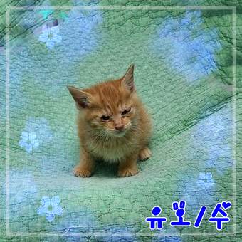 군산유기동물보호센터_445467202302386