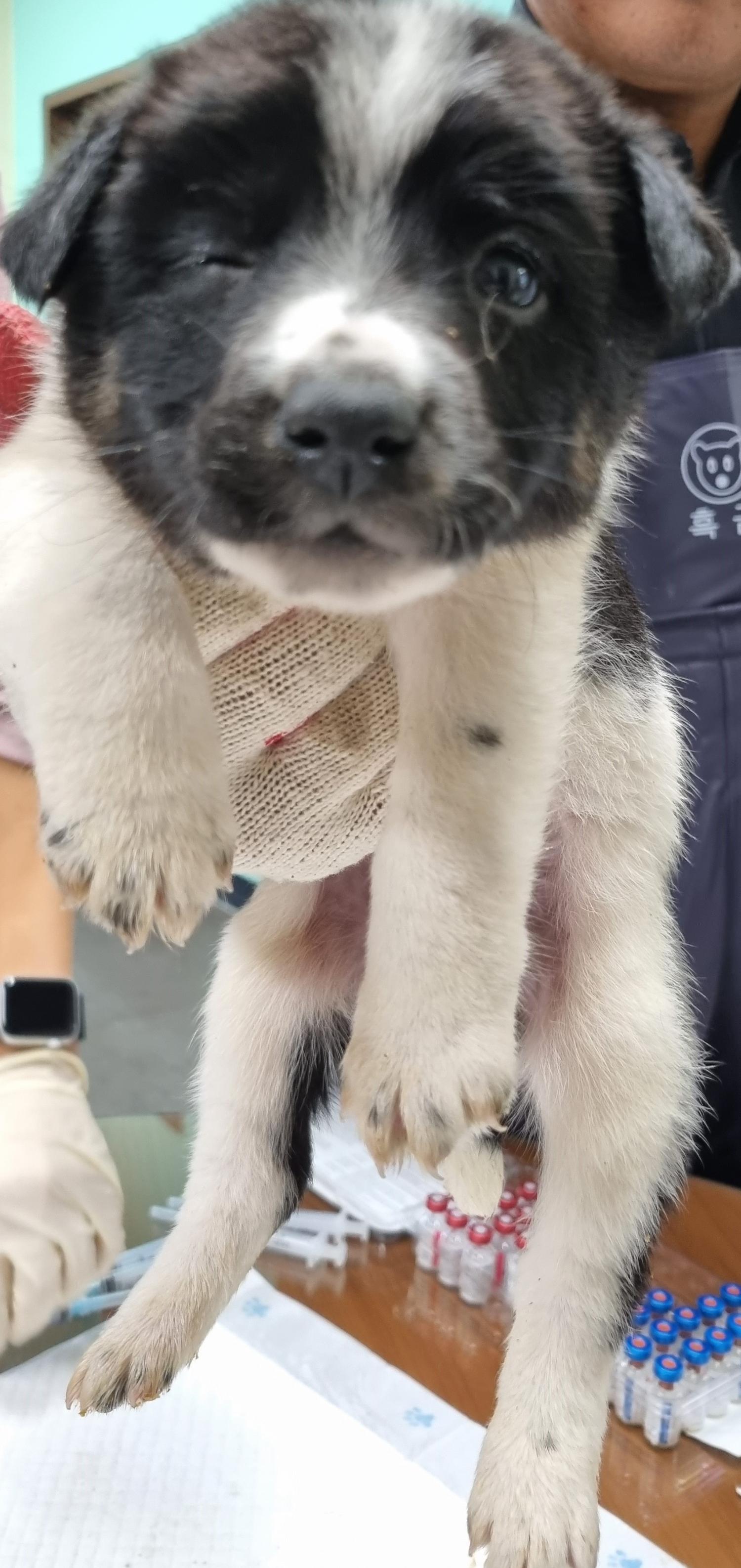 하동군유기동물보호소_448544202300455
