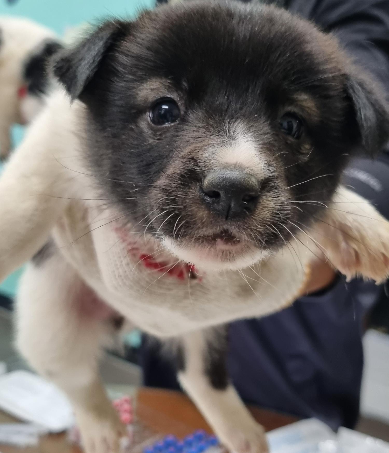 하동군유기동물보호소_448544202300454