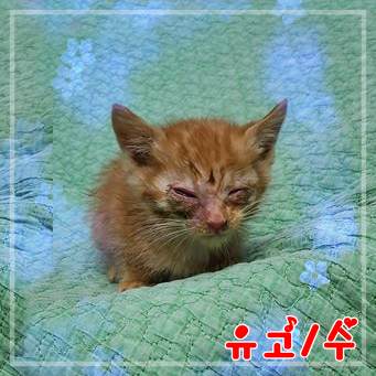 군산유기동물보호센터_445467202302388