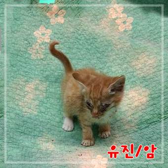 군산유기동물보호센터_445467202302390