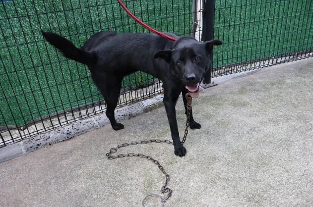 제주 동물보호센터_450650202303953