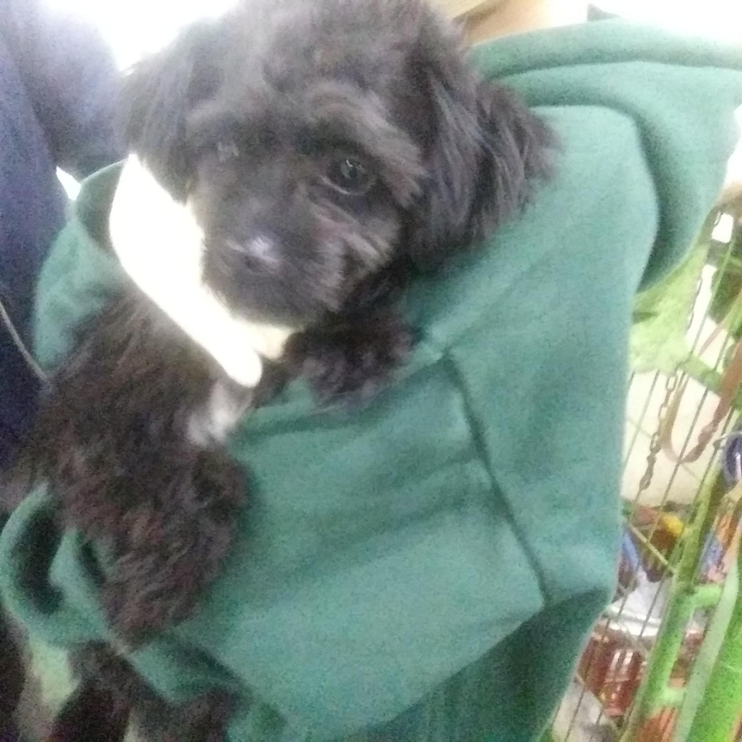 인천광역시수의사회_428353202301273
