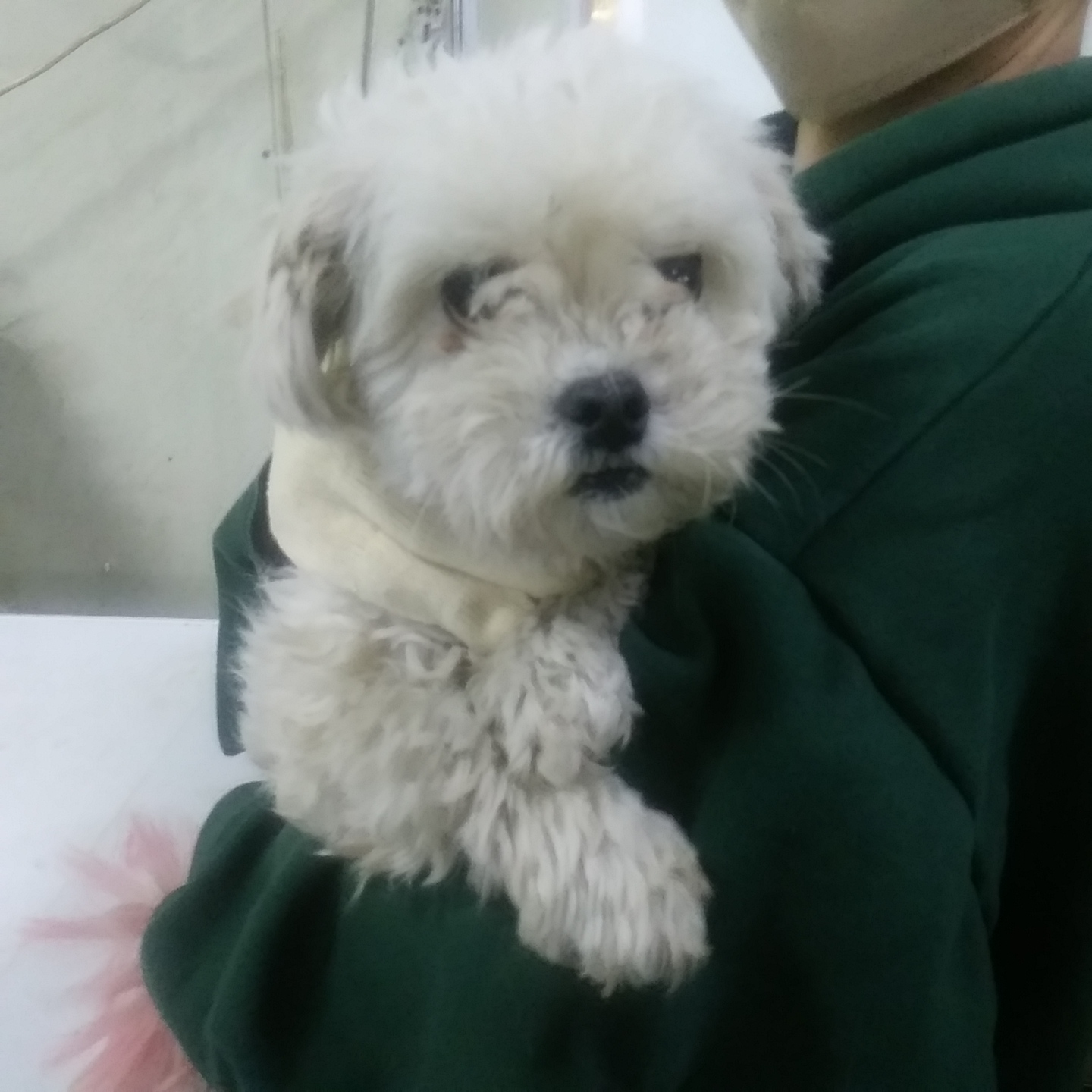 인천광역시수의사회_428353202301274