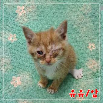 군산유기동물보호센터_445467202302389