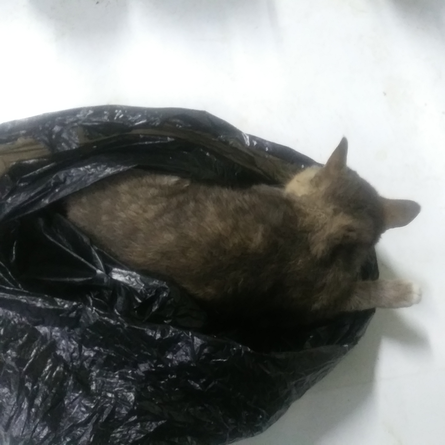 인천광역시수의사회_428353202301272
