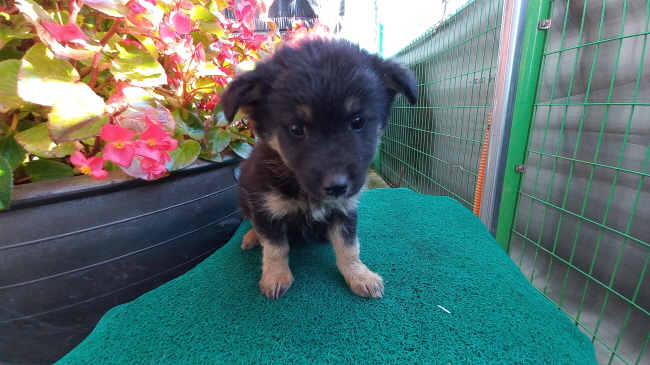 진주시동물보호센터_448531202302810