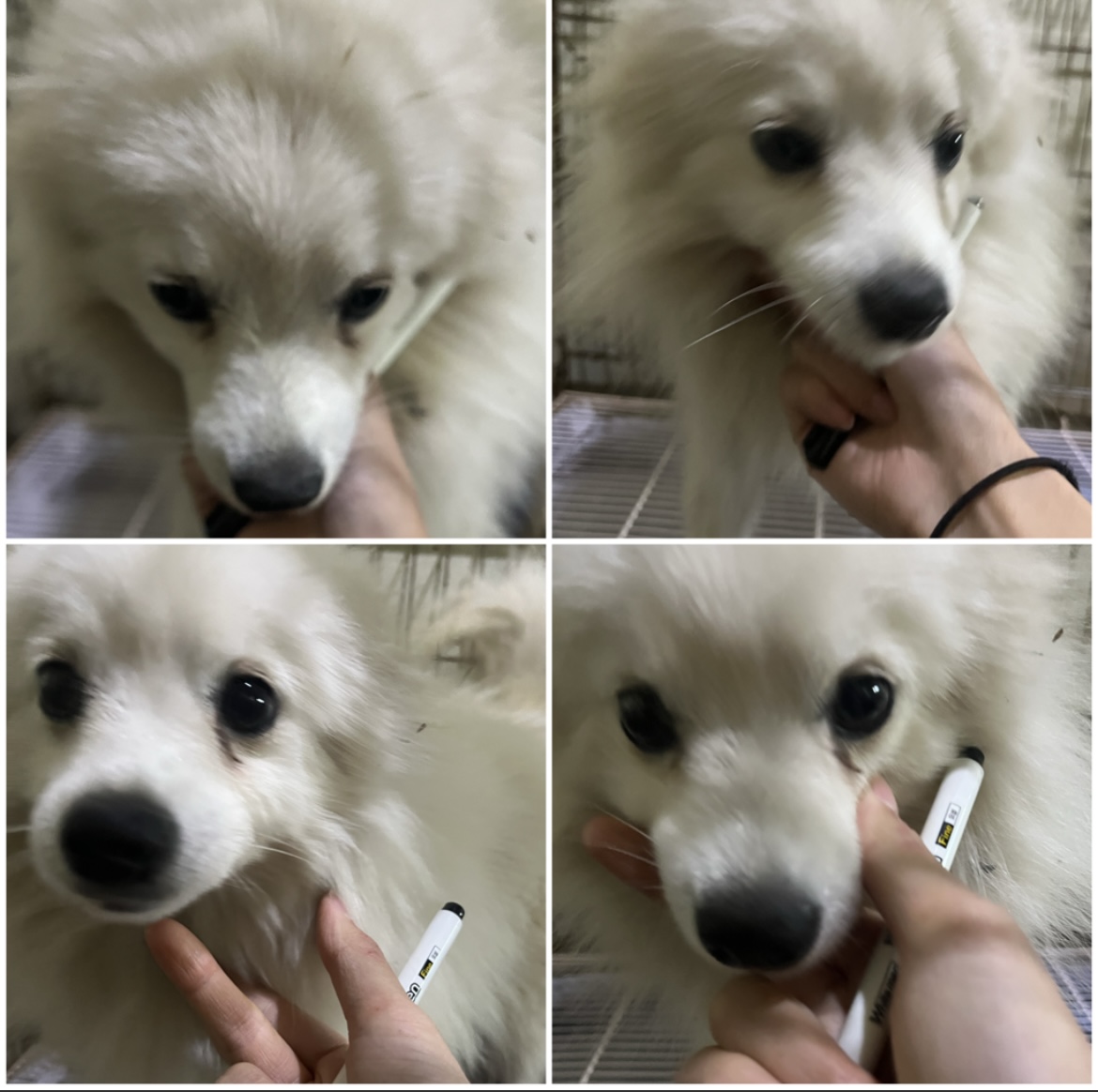 천안시유기동물보호소_444449202302327