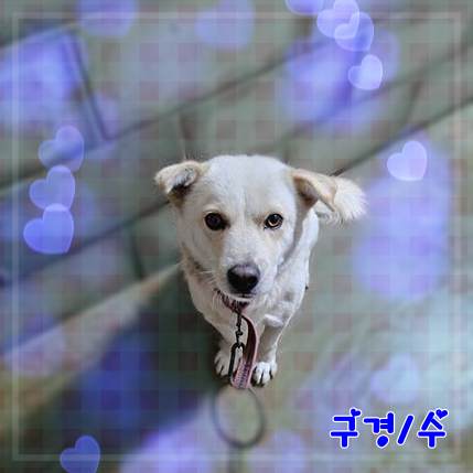 군산유기동물보호센터_445467202302391