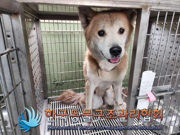 종료(반환) 믹스견…