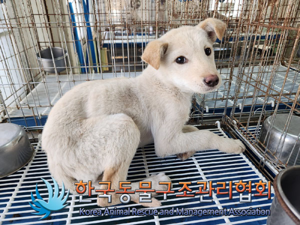 한국동물구조관리협회_411303202300677