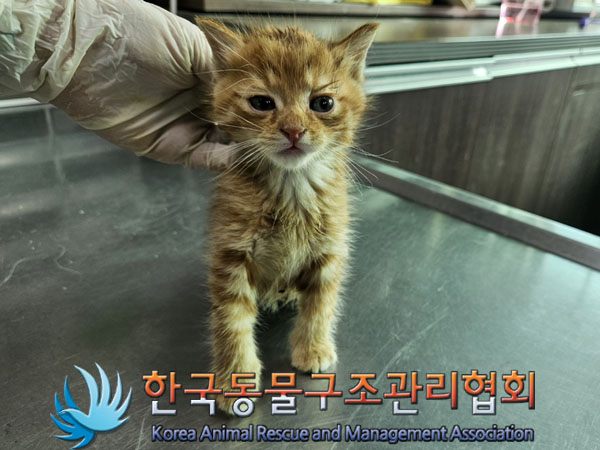 종료(입양) 한국 …