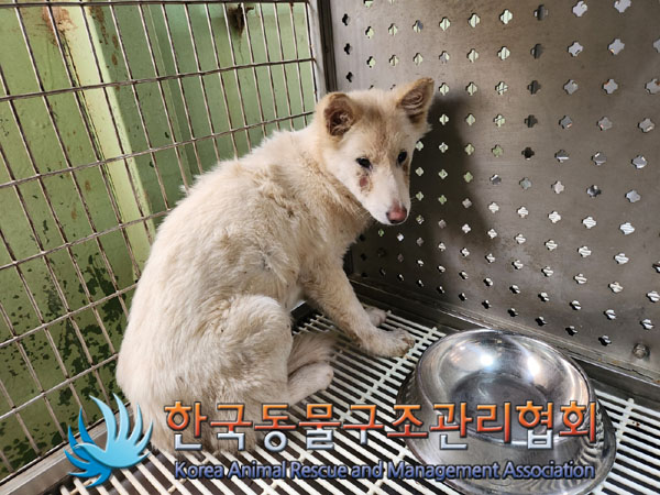 종료(안락사) 믹스…
