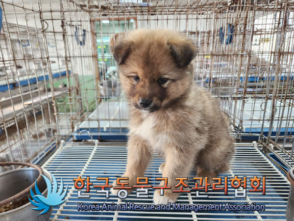한국동물구조관리협회_441406202301856