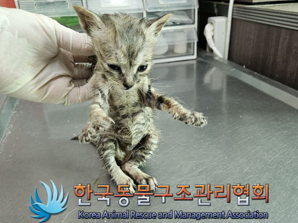 한국동물구조관리협회_441559202301228