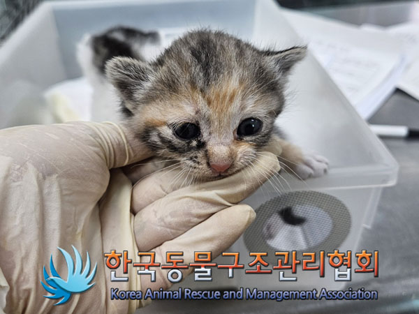 한국동물구조관리협회_441406202301861