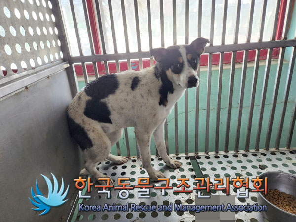 한국동물구조관리협회_411311202300931