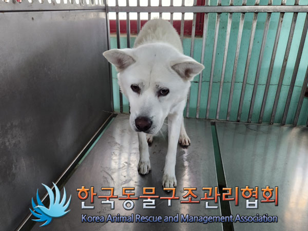 한국동물구조관리협회_441382202300862