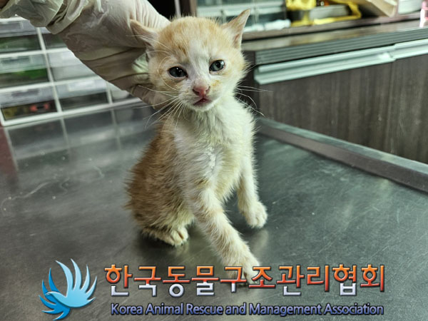 한국동물구조관리협회_441559202301225