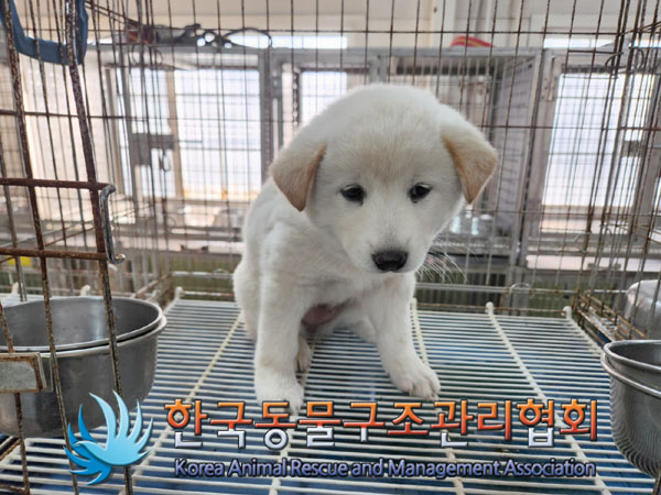 한국동물구조관리협회_441560202301531