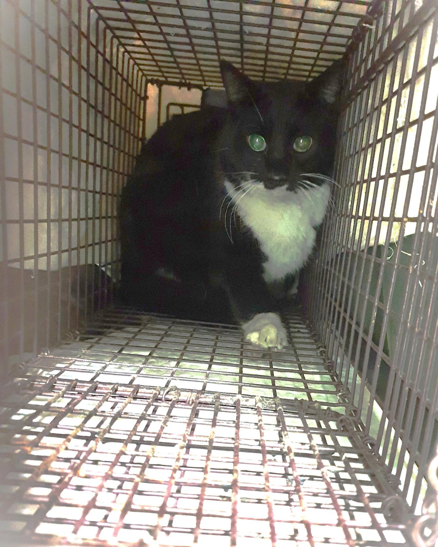 홍익동물병원_411313202300915