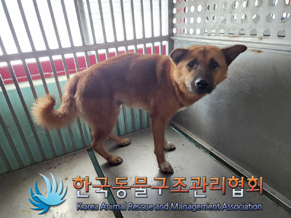 한국동물구조관리협회_411300202300484