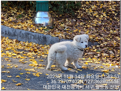 대전동물보호센터_430366202300652
